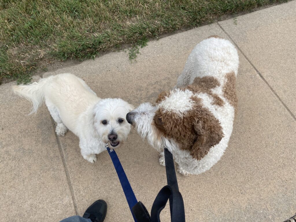 2-dogs-on-leash